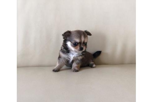 成約済の香川県のチワワ(ロングコート)-53235の1枚目